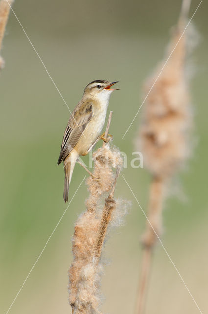 Rietzanger (Acrocephalus schoenobaenus)