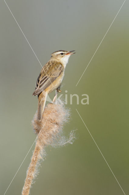 Rietzanger (Acrocephalus schoenobaenus)