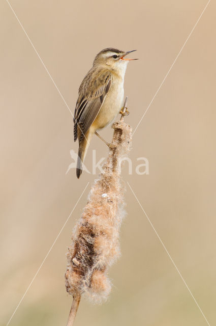 Rietzanger (Acrocephalus schoenobaenus)