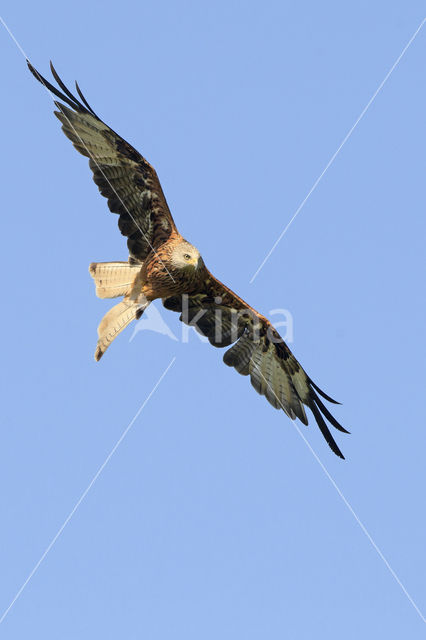 Red Kite (Milvus milvus)