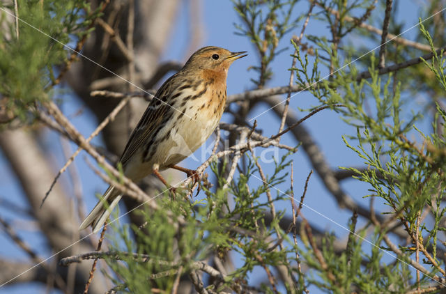 Roodkeelpieper (Anthus cervinus)