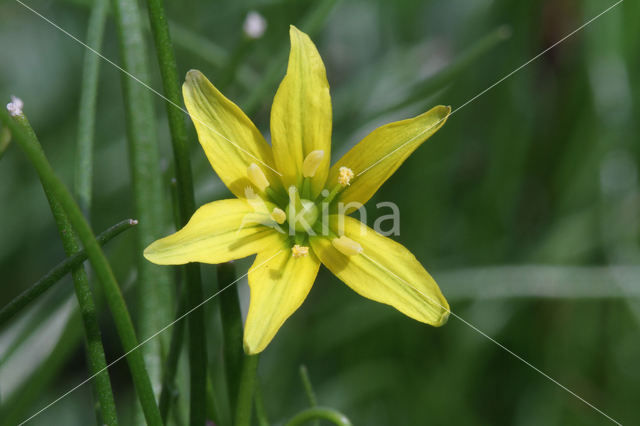 Schedegeelster (Gagea spathacea)