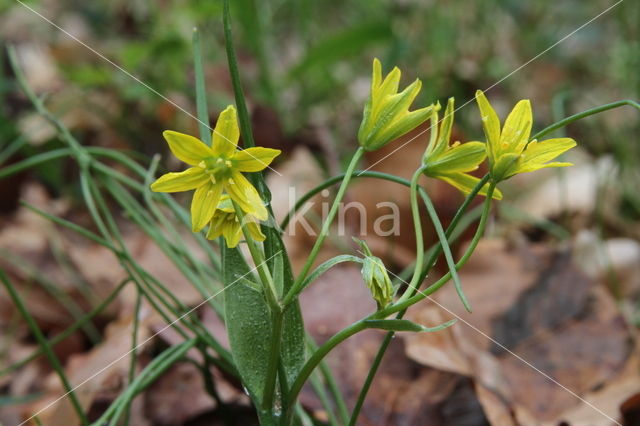 Schedegeelster (Gagea spathacea)