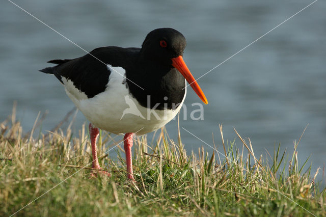 Oystercatcher (Haematopus ostralegus)