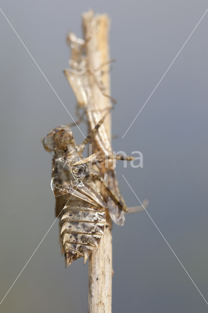 Sierlijke witsnuitlibel (Leucorrhinia caudalis)