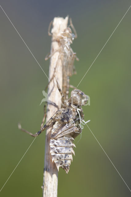 Sierlijke witsnuitlibel (Leucorrhinia caudalis)