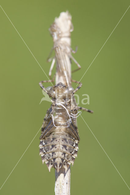 Sierlijke witsnuitlibel (Leucorrhinia caudalis)