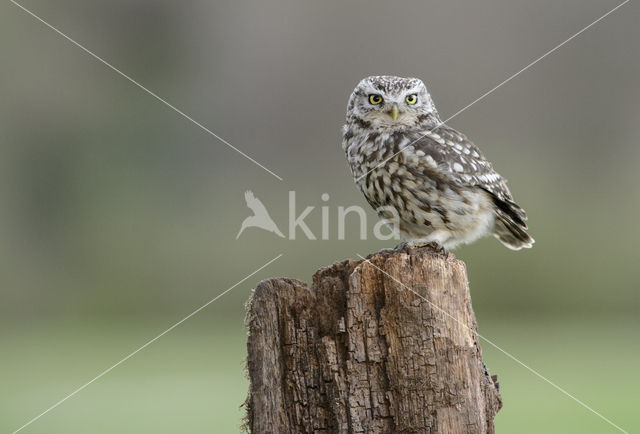 Steenuil (Athene noctua)