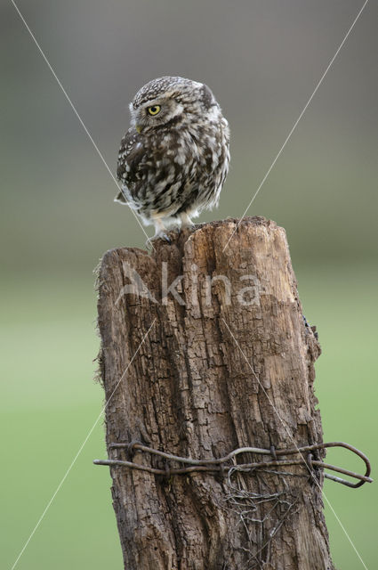 Steenuil (Athene noctua)