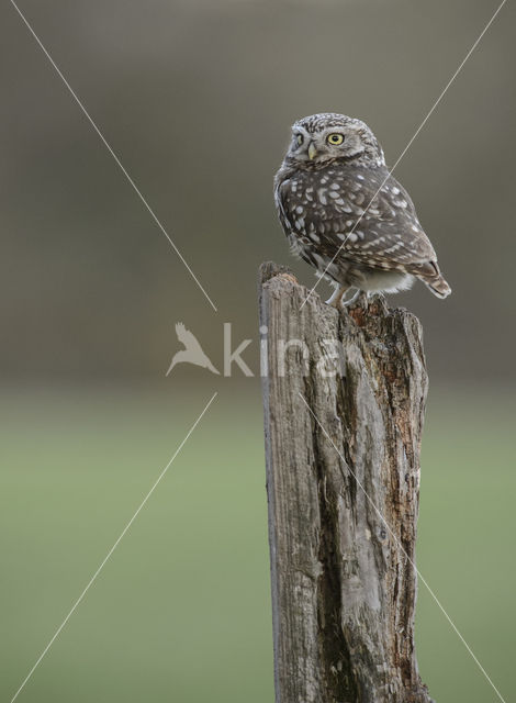 Steenuil (Athene noctua)