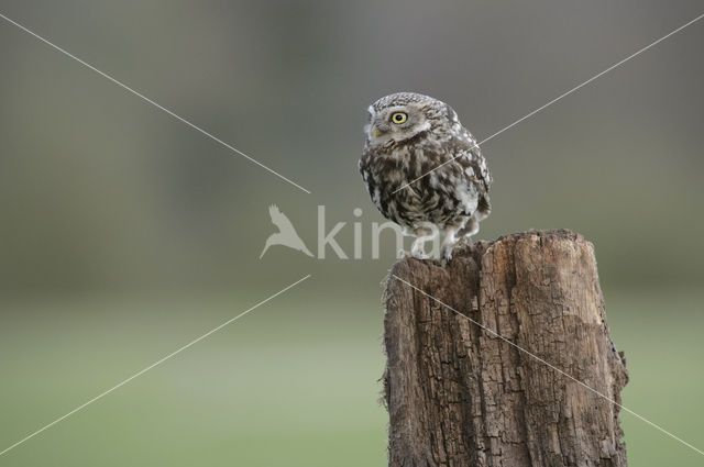 Steenuil (Athene noctua)