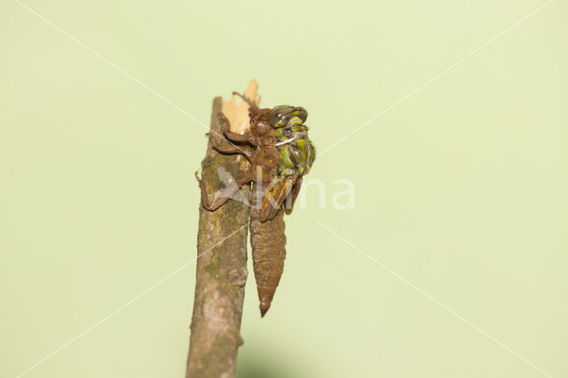 Turkse rombout (Gomphus schneiderii )