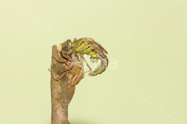 Turkse rombout (Gomphus schneiderii )