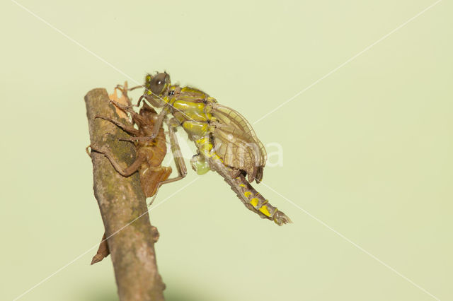 Turkse rombout (Gomphus schneiderii )