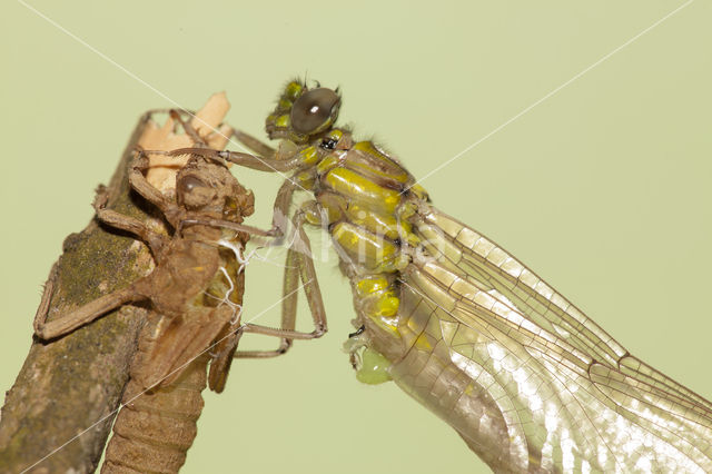 Turkse rombout (Gomphus schneiderii )