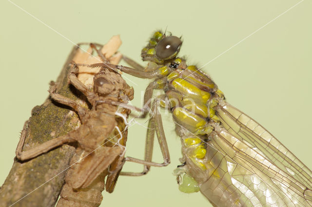 Turkse rombout (Gomphus schneiderii )