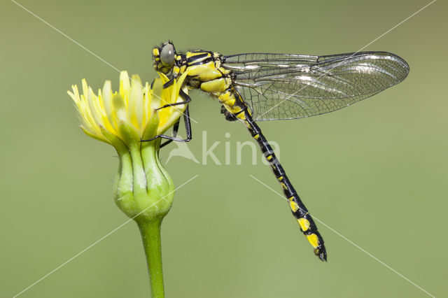 Turkse rombout (Gomphus schneiderii )