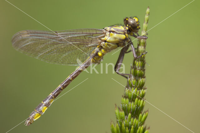 Turkse rombout (Gomphus schneiderii )