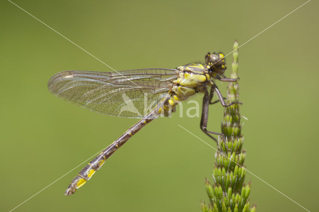 Turkse rombout (Gomphus schneiderii )