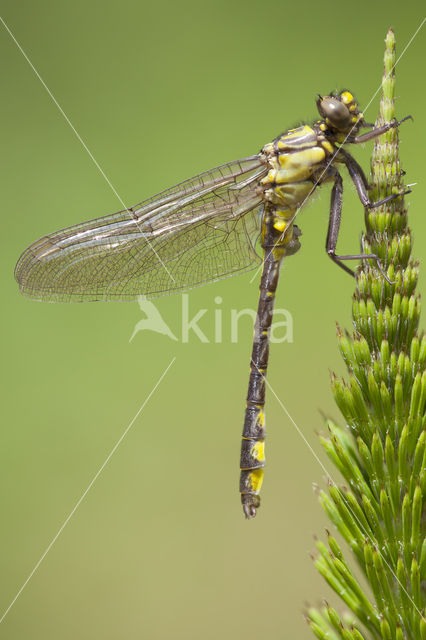 Turkse rombout (Gomphus schneiderii )