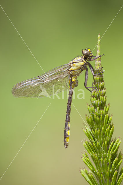 Turkse rombout (Gomphus schneiderii )