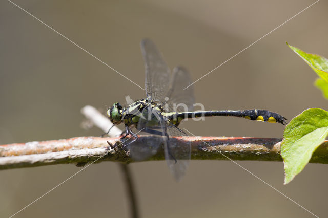 Turkse rombout (Gomphus schneiderii )