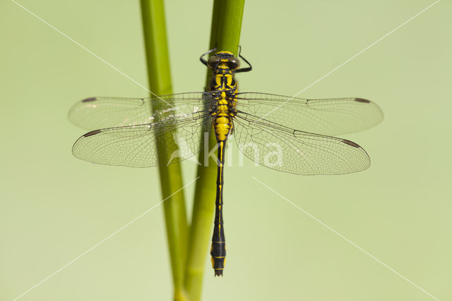 Turkse rombout (Gomphus schneiderii )