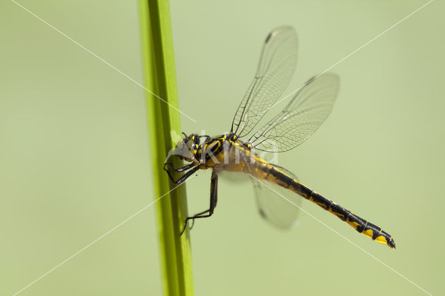 Turkse rombout (Gomphus schneiderii )