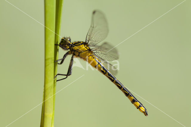 Turkse rombout (Gomphus schneiderii )