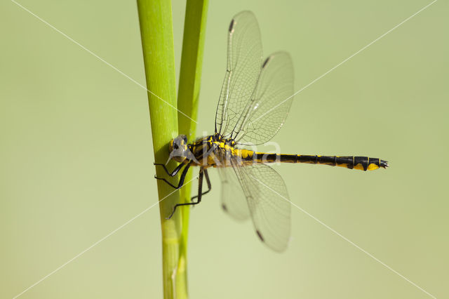 Turkse rombout (Gomphus schneiderii )