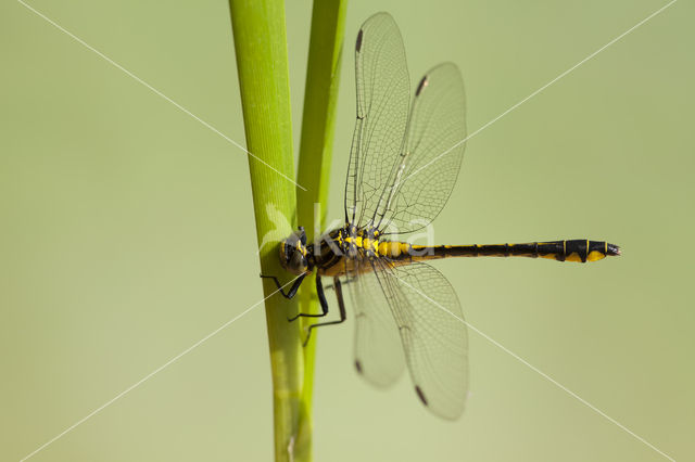 Turkse rombout (Gomphus schneiderii )