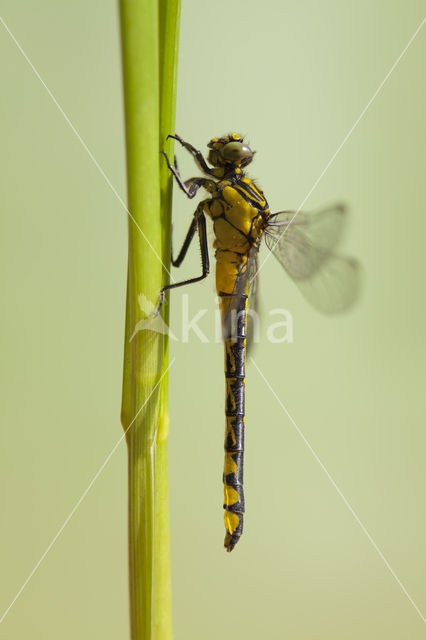 Turkse rombout (Gomphus schneiderii )