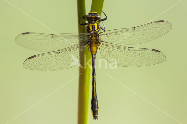 Turkse rombout (Gomphus schneiderii )