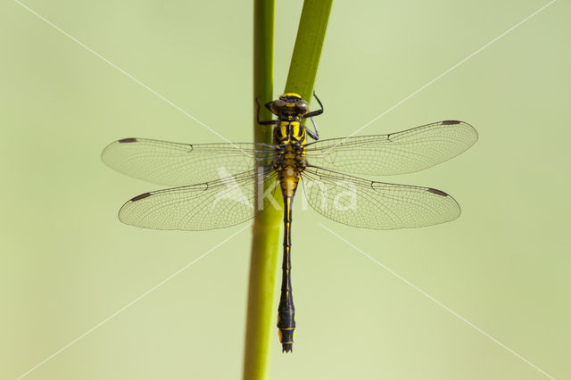 Turkse rombout (Gomphus schneiderii )