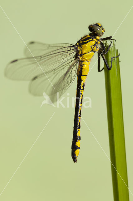 Turkse rombout (Gomphus schneiderii )