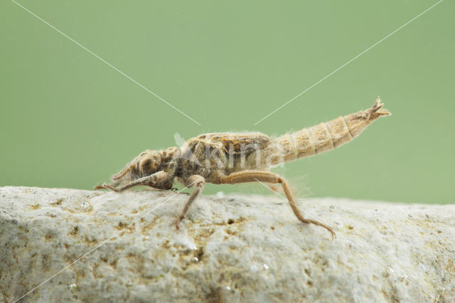 Turkse rombout (Gomphus schneiderii )