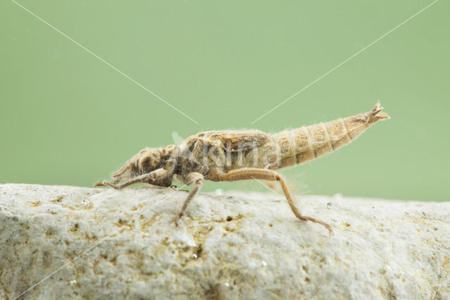 Turkse rombout (Gomphus schneiderii )