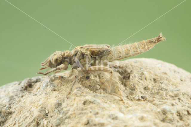 Turkse rombout (Gomphus schneiderii )