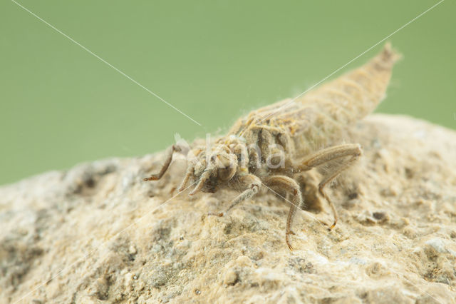 Turkse rombout (Gomphus schneiderii )