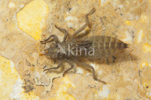 Turkse rombout (Gomphus schneiderii )