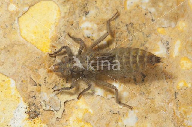 Turkse rombout (Gomphus schneiderii )