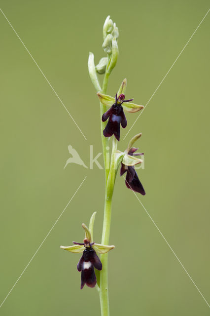 Vliegenorchis (Ophrys insectifera)