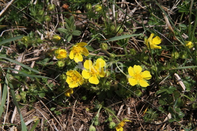 Voorjaarsganzerik (Potentilla verna)