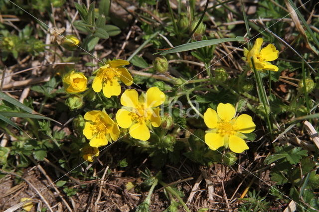 Voorjaarsganzerik (Potentilla verna)