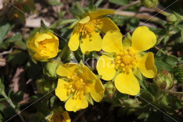 Voorjaarsganzerik (Potentilla verna)