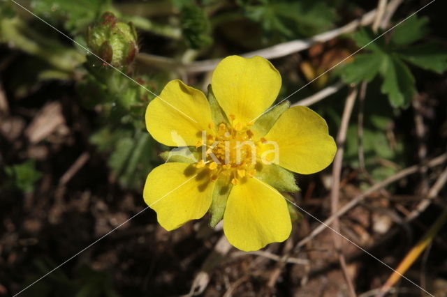 Voorjaarsganzerik (Potentilla verna)