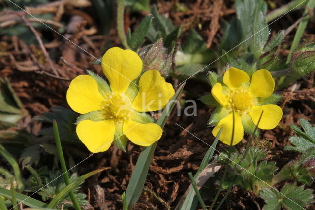 Voorjaarsganzerik (Potentilla verna)