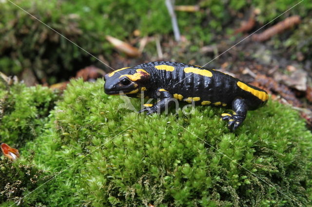 Vuursalamander (Salamandra salamandra)