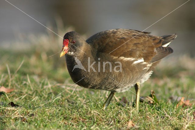 Waterhoen (Gallinula chloropus)