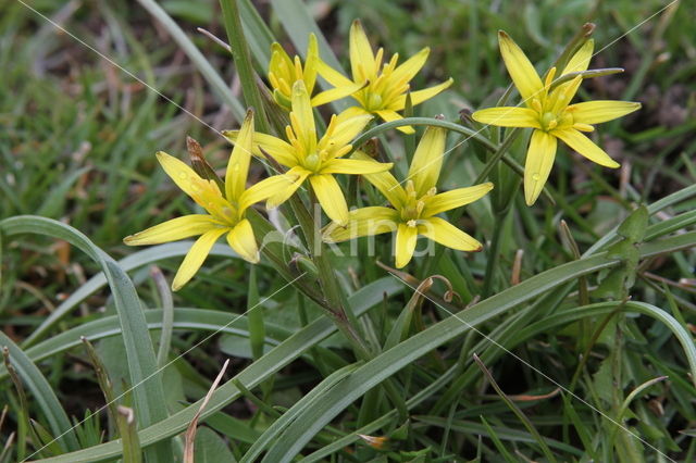 Weidegeelster (Gagea pratensis)